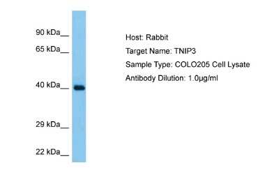 Western Blot: TNIP3 Antibody [NBP2-85964]