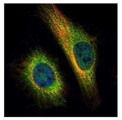 Immunocytochemistry/ Immunofluorescence: TNPO2 Antibody [NBP2-20676]