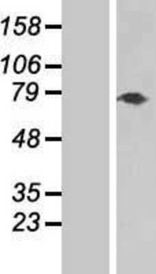 Western Blot: Tenascin X Overexpression Lysate [NBP2-06021]