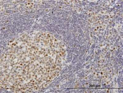 Immunohistochemistry-Paraffin: TOE1 Antibody (1C12) [H00114034-M02]
