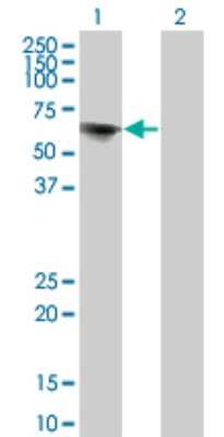 Western Blot: TOE1 Antibody (1C12) [H00114034-M02]