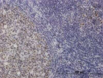 Immunohistochemistry-Paraffin: TOE1 Antibody (1D8) [H00114034-M01]