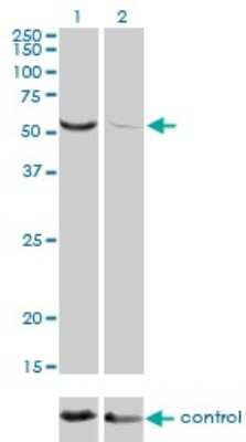 Western Blot: TOE1 Antibody (1D8) [H00114034-M01]
