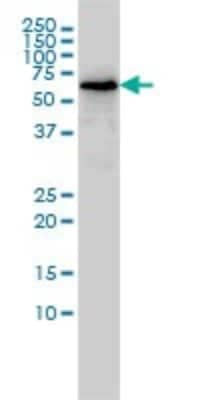 Western Blot: TOE1 Antibody (1D8) [H00114034-M01]