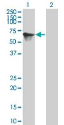 Western Blot: TOE1 Antibody (2D7) [H00114034-M04]