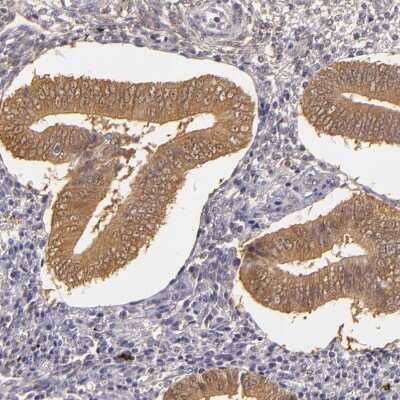 Immunohistochemistry-Paraffin: TOM1 Antibody [NBP1-86170]