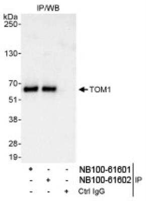 Western Blot: TOM1 Antibody [NB100-61601]