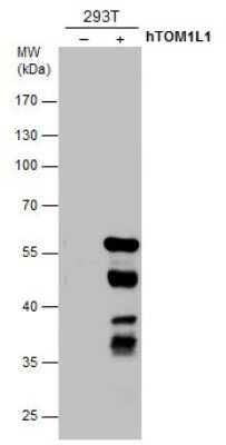 Western Blot: TOM1L1 Antibody (3F12) [NBP3-13511]