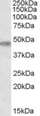 Western Blot: TOM1L1 Antibody [NBP1-00246]