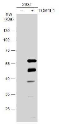 Western Blot: TOM1L1 Antibody [NBP2-20680]