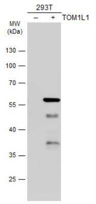 Western Blot: TOM1L1 Antibody [NBP2-20681]