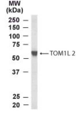 Western Blot: TOM1L2 Antibody [NB300-991]