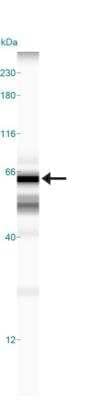 Simple Western: TOM70 Antibody [NB110-58347]