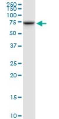 Western Blot: TOM70 Antibody [H00009868-B01P]
