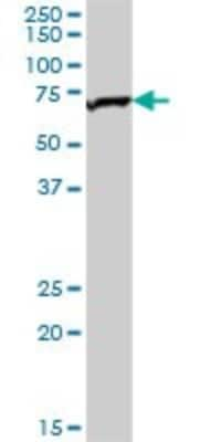 Western Blot: TOM70 Antibody [H00009868-B01P]