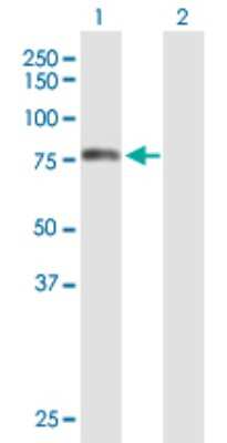 Western Blot: TOM70 Antibody [H00009868-B01P]