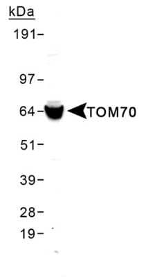 Western Blot: TOM70 Antibody [NB110-58347]