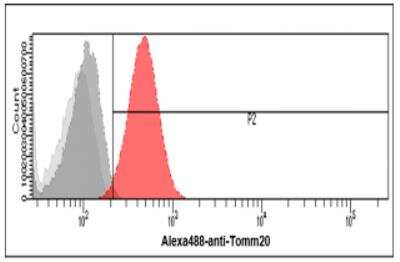 Flow Cytometry: TOMM20 Antibody (1B2) - BSA Free [NBP2-60248]