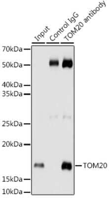 Immunoprecipitation: TOMM20 Antibody (10G6I8) [NBP3-15750]