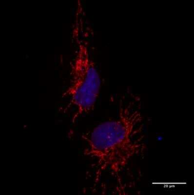 Immunocytochemistry/ Immunofluorescence: TOMM20 Antibody [NBP1-81556]