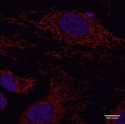 Immunocytochemistry/ Immunofluorescence: TOMM20 Antibody [NBP1-81556]