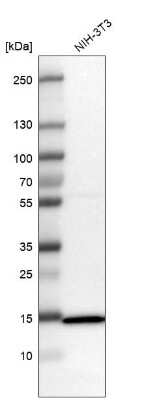 Western Blot: TOMM20 Antibody [NBP1-81556]