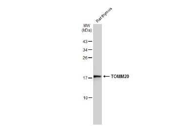 Western Blot: TOMM20 Antibody [NBP3-13287]