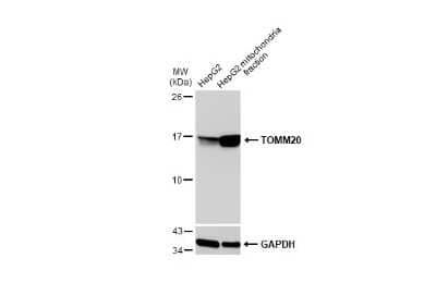 Western Blot: TOMM20 Antibody [NBP3-13287]