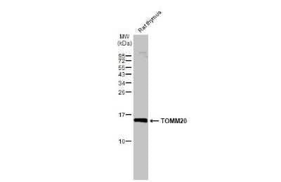 Western Blot: TOMM20 Antibody [NBP3-13287]