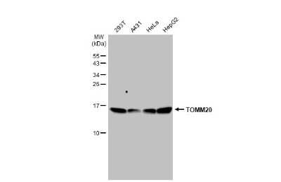 Western Blot: TOMM20 Antibody [NBP3-13287]