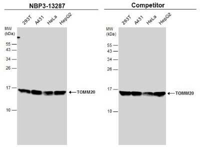 Western Blot: TOMM20 Antibody [NBP3-13287]