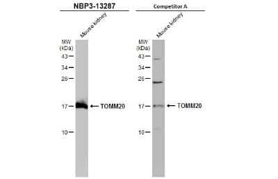 Western Blot: TOMM20 Antibody [NBP3-13287]