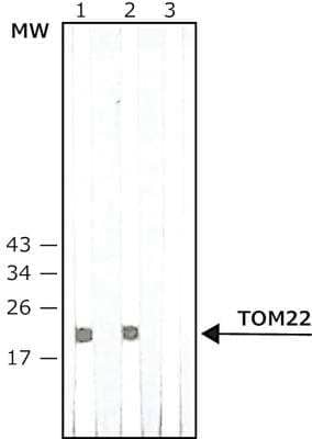 Western Blot: TOMM22 Antibody (1C9-2) [NB120-10436]