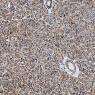 Immunohistochemistry-Paraffin: TOMM22 Antibody [NBP1-80671]