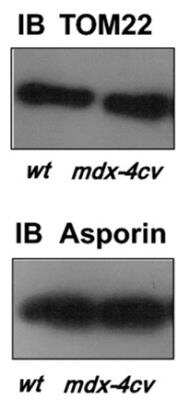 Western Blot: TOMM22 Antibody [NBP1-80671]
