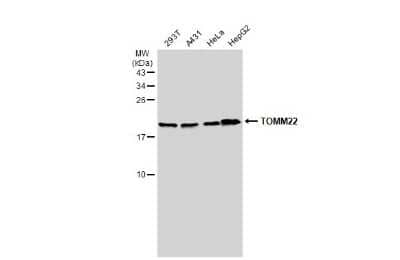 Western Blot: TOMM22 Antibody [NBP3-13415]