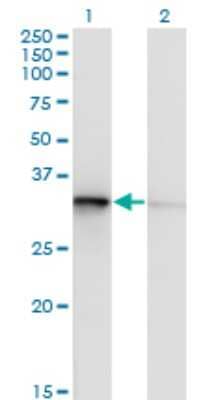 Western Blot: TOMM34 Antibody (1D2) [H00010953-M02]