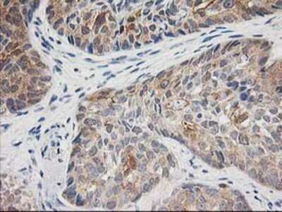 Immunohistochemistry-Paraffin: TOMM34 Antibody (OTI2A9) [NBP2-00892]