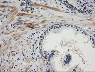 Immunohistochemistry-Paraffin: TOMM34 Antibody (OTI2A9) [NBP2-00892]
