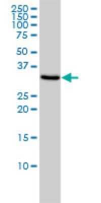 Western Blot: TOMM34 Antibody (2B5) [H00010953-M01]