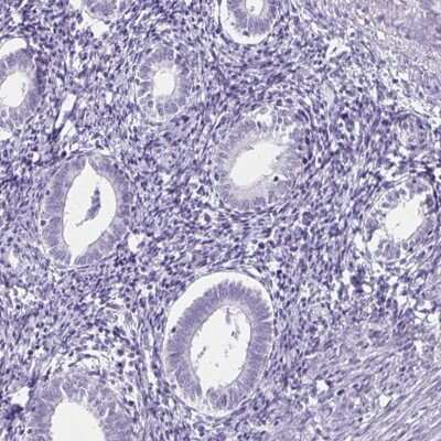 Immunohistochemistry-Paraffin: TOMM34 Antibody [NBP2-38810]