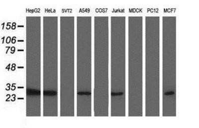 Western Blot: TOMM34 Antibody (OTI2A9)Azide and BSA Free [NBP2-74550]