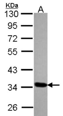 Western Blot: TOMM34 Antibody [NBP2-20682]