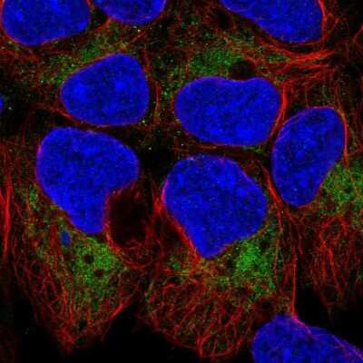 Immunocytochemistry/ Immunofluorescence: TOMM40 Antibody [NBP2-37879]