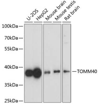 Western Blot: TOMM40 AntibodyAzide and BSA Free [NBP2-94075]