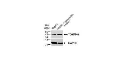 Western Blot: TOMM40 Antibody [NBP3-13293]