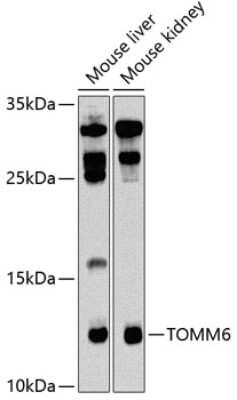 Western Blot: TOMM6 AntibodyBSA Free [NBP2-93442]