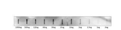 Western Blot: TOMM6 Antibody [NBP3-12284]