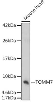 Western Blot: TOMM7 AntibodyAzide and BSA Free [NBP2-94377]