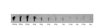 Western Blot: TOMM7 Antibody [NBP3-12426]